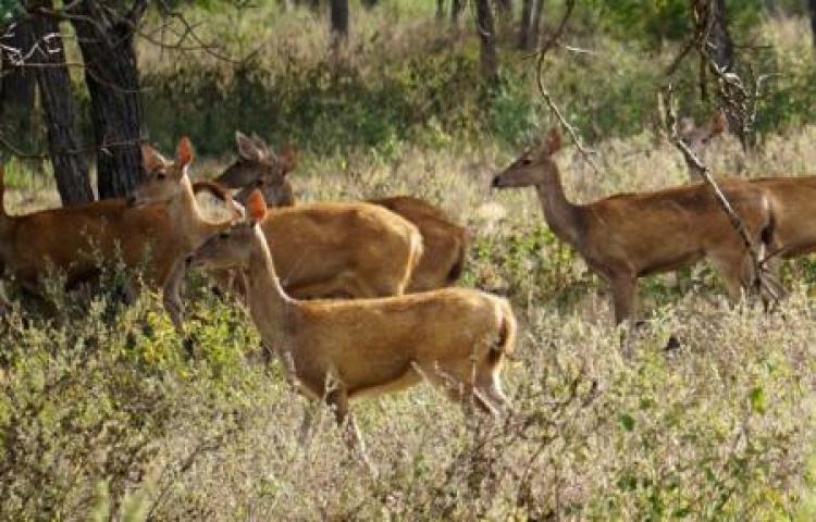 Rusa Langka yang Dilindungi Mati di Hutan Konservasi | Dislhk Badung